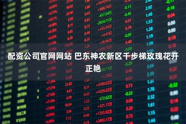 配资公司官网网站 巴东神农新区千步梯玫瑰花开正艳